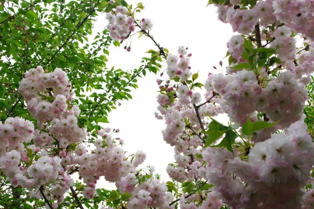 春天的味道｜绝美！免门票！粉樱如海，四季东城农庄2022赏樱季开启！