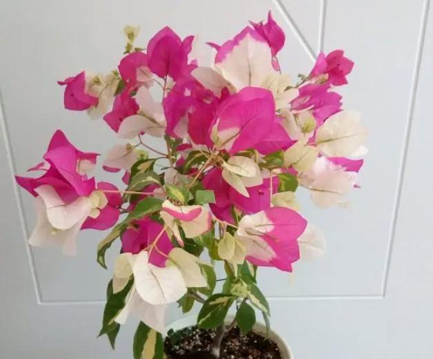 三角梅这些品种最勤花，一年四季开不停，花多得不见叶！