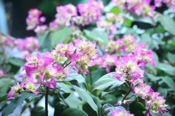 三角梅这些品种最勤花，一年四季开不停，花多得不见叶！