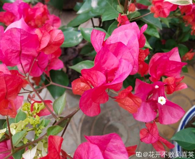 三角梅这些品种最勤花，一年四季开不停，花多得不见叶！