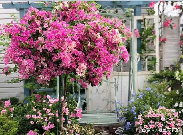 喜欢养三角梅，这3个“品种”别错过，开花太勤，你值得“拥有”