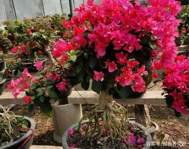 喜欢养三角梅，这3个“品种”别错过，开花太勤，你值得“拥有”