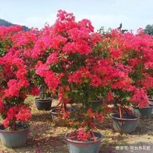 喜欢养三角梅，这3个“品种”别错过，开花太勤，你值得“拥有”