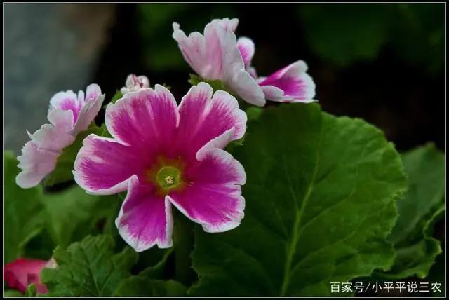 带你了解四季樱草的知识