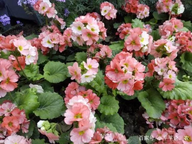 带你了解四季樱草的知识