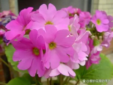 四季樱草什么时候开花？怎样控制四季樱草的花期