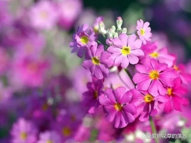 四季樱草什么时候开花？怎样控制四季樱草的花期