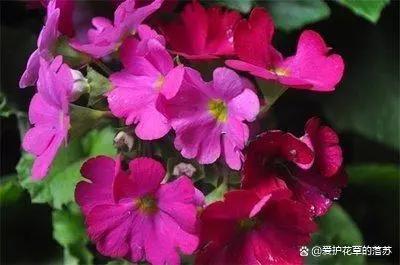 四季樱草什么时候开花？怎样控制四季樱草的花期