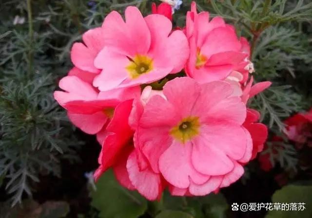 四季樱草什么时候开花？怎样控制四季樱草的花期