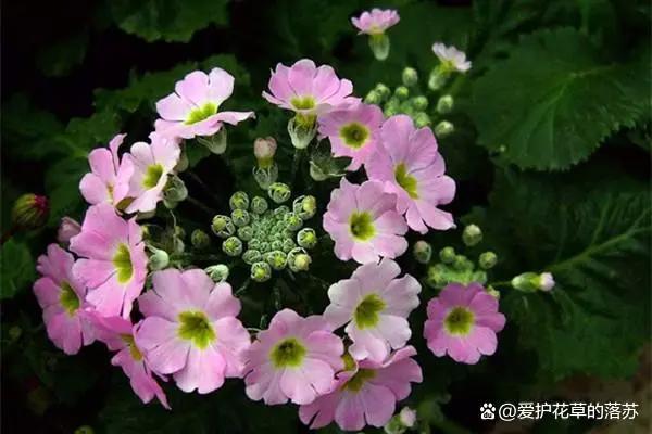 四季樱草什么时候开花？怎样控制四季樱草的花期