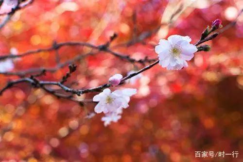 「枫樱同框」美丽奇景只有日本小原四季樱看得到！