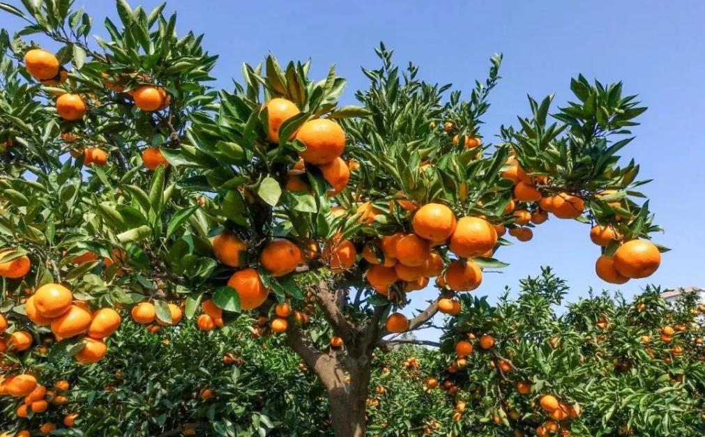 「乐游」赏花、采摘、秋游，超多文旅展演活动等您来约~