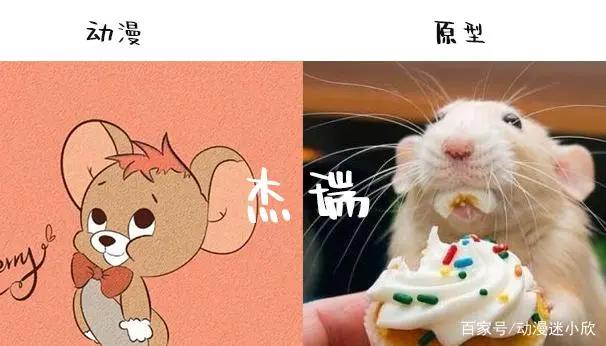 猫和老鼠：汤姆和杰瑞品种解析，杰瑞花枝鼠，汤姆有两个品种