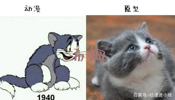 猫和老鼠：汤姆和杰瑞品种解析，杰瑞花枝鼠，汤姆有两个品种