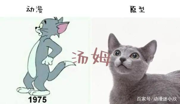 猫和老鼠：汤姆和杰瑞品种解析，杰瑞花枝鼠，汤姆有两个品种