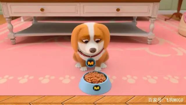 飞狗MOCO小知识：听说有人想养我？