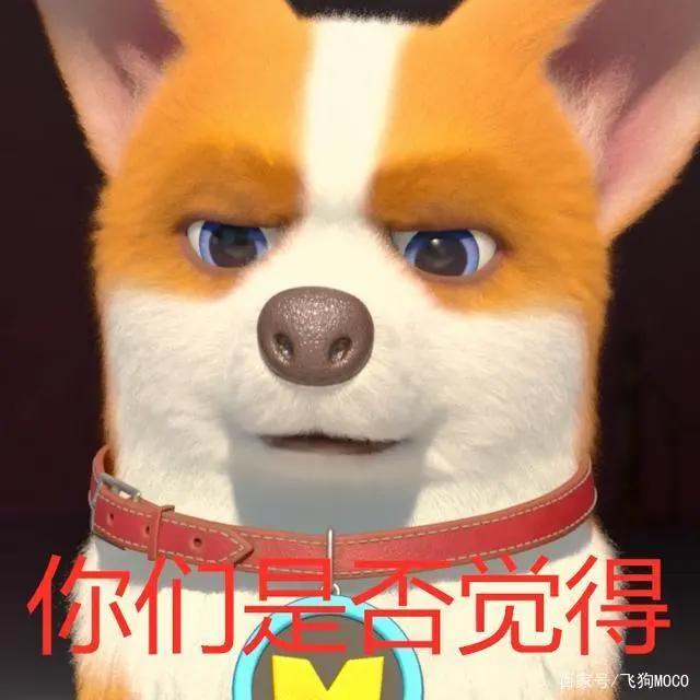 飞狗MOCO的小伙伴：这里有狗！