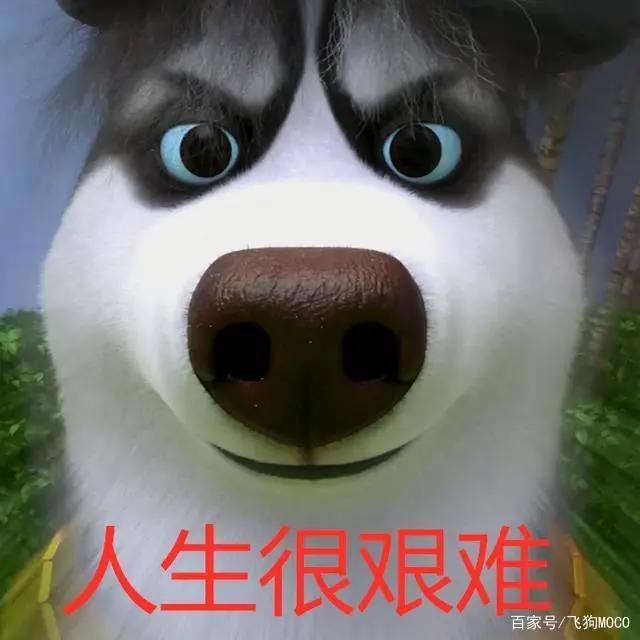飞狗MOCO的小伙伴：这里有狗！