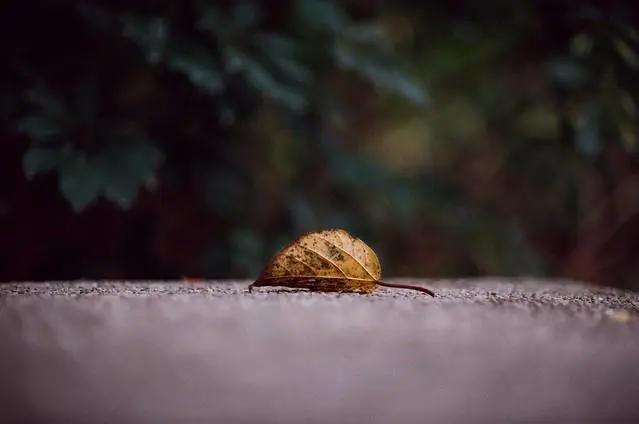 夜神传奇佳能RF50mmF1.2镜头的前世今生