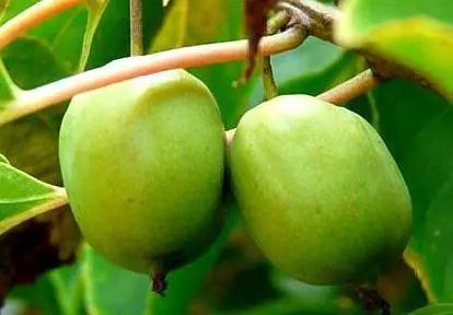 巨兵长城传：“木天果果”在现实中也存在，喵星人闻了会上头