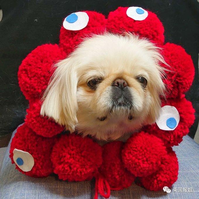 日本大阪世博会吉祥物官宣！诡异造型吓傻网友：这玩意儿真的吉祥吗？