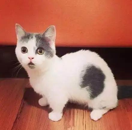 喵星人都是超级吃醋王骗子！说好的只爱我一个呢！