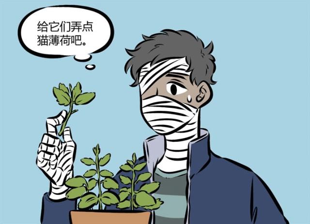 万圣街：桃子是只醉猫，没有“猫薄荷”的她跟咸鱼没什么区别？