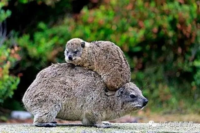 《鹿径路标·6》系列·原创