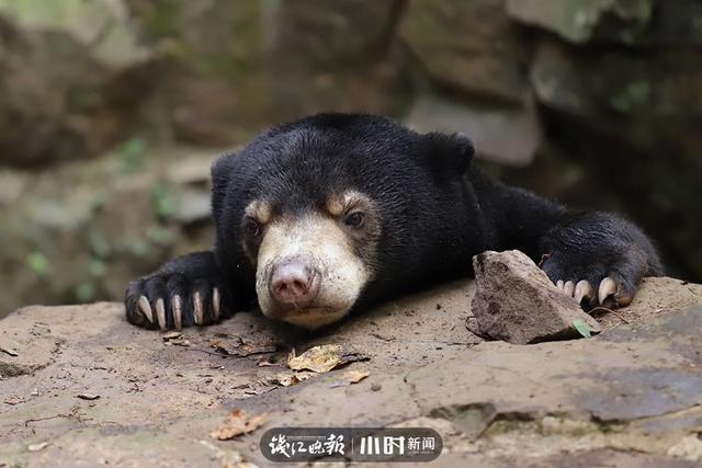 神奇动物在中国第二季·第4讲｜世界上最小的熊