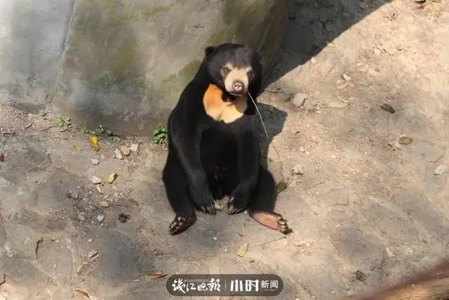 神奇动物在中国第二季·第4讲｜世界上最小的熊