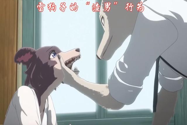 雷格西剃毛变哈士奇，求婚失败又去惹狼妹，动物狂想曲多“渣男”