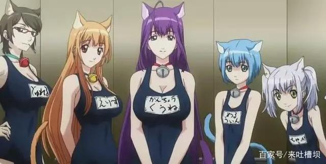 你还记得那些猫耳娘？这些猫耳娘你想带回家吗？
