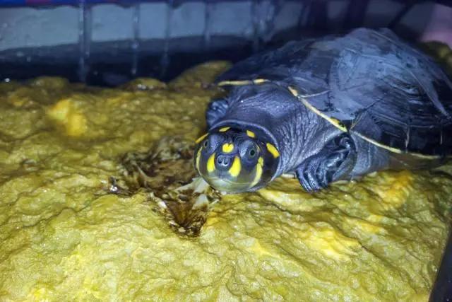 动漫中经典乌龟形象的原型是什么，你知道吗？