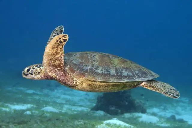 动漫中经典乌龟形象的原型是什么，你知道吗？