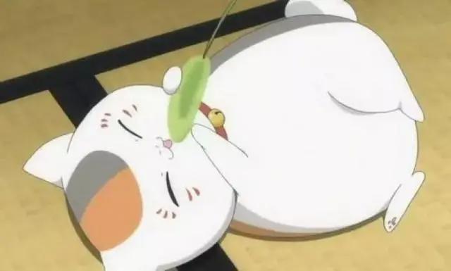 人不如宠！日媒票选最想成为的宠物排行榜