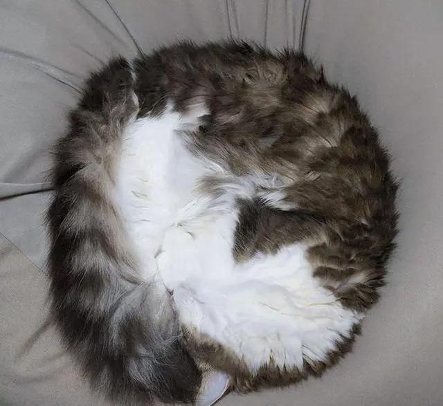 猫咪信任你的3种睡姿和不信任你的3种睡姿，你家猫是咋睡的？