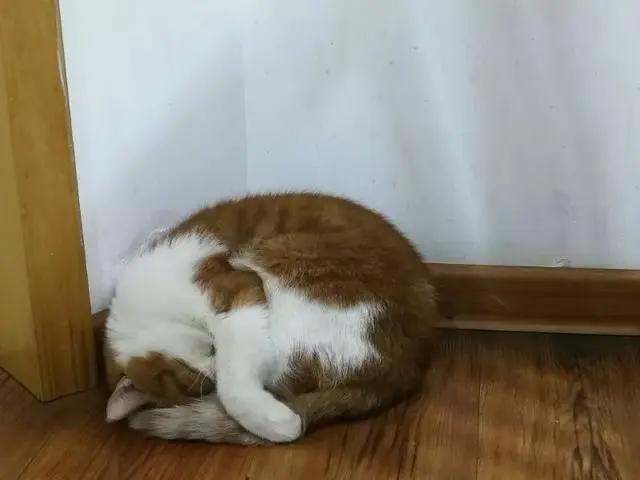 猫咪信任你的3种睡姿和不信任你的3种睡姿，你家猫是咋睡的？