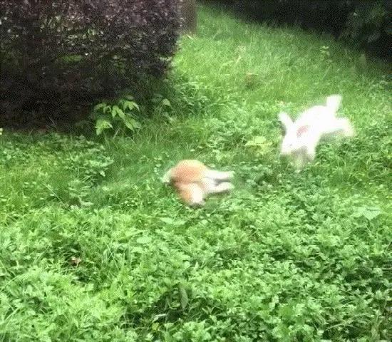 狗狗欲捉兔子，却被兔子1个动作吓得屁滚尿流：功夫兔与菜包狗！