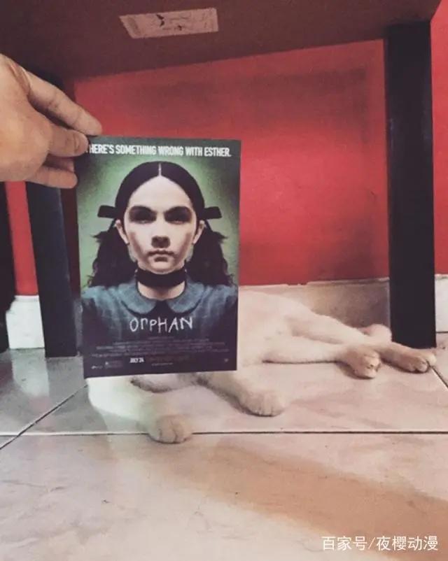 爆笑动漫：铲屎官与主子的日常，拿海报错位拍摄，有大片的既视感