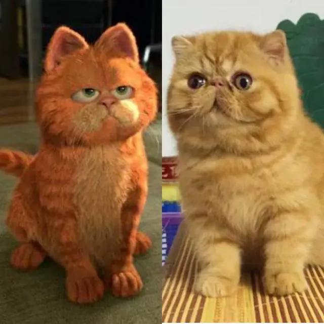 “经典动画”里的8种猫咪，你都猜对了吗？