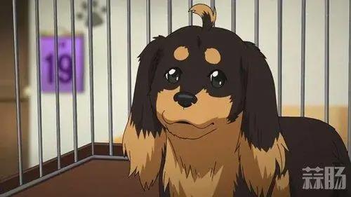 你看过考哥配的猫咪么？声优樱井孝宏还配过哪些可爱的动物？