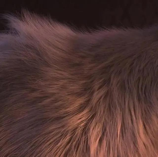 将《冰雪奇缘2》放大数十倍，细节0瑕疵，每一根毛发都栩栩如生