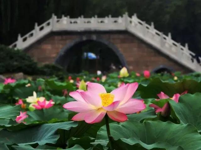 熟悉的夏天，熟悉的城市，熟悉的味道