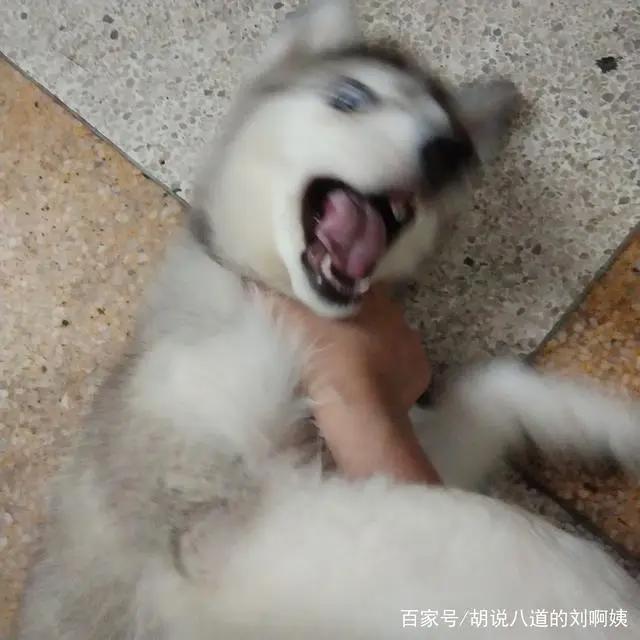 霓虹国的兄妹题材的动漫为什么这么火