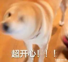 总有一部动画电影，能够治愈丧丧的你