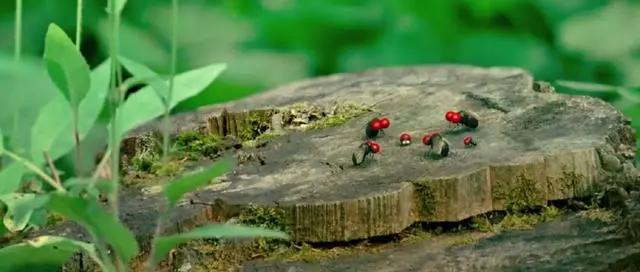 私藏｜动画片看出成人感，这些片我最后推一次！