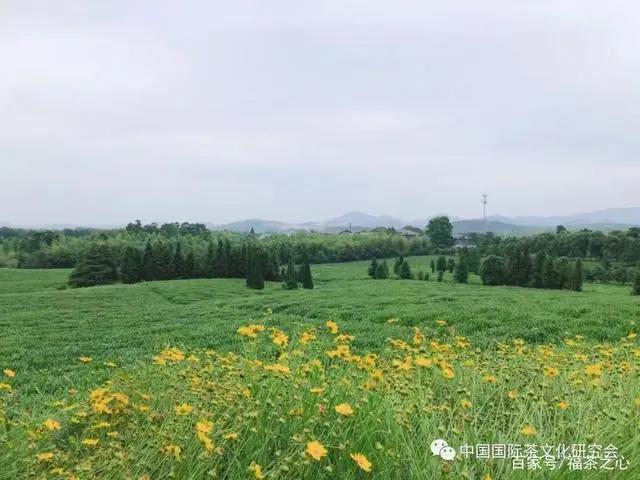 茶史篇|回望中国茶叶100年（完整版）