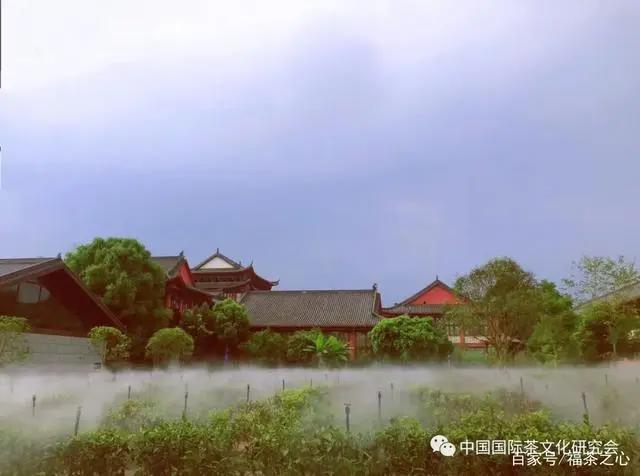 茶史篇|回望中国茶叶100年（完整版）