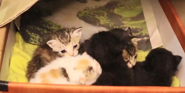 拯救暴雨中的流浪猫一家，送上美味猫粮，猫：这个人类真善良