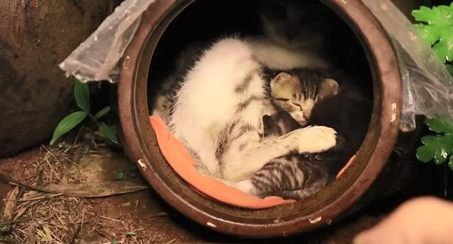 拯救暴雨中的流浪猫一家，送上美味猫粮，猫：这个人类真善良